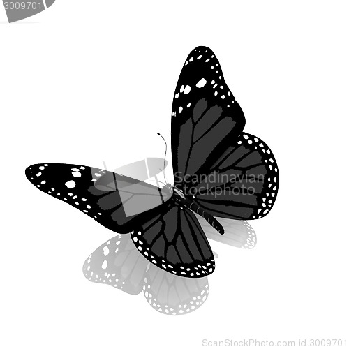 Image of Butterfly