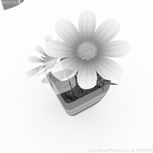 Image of beautiful flower in the colorful pot