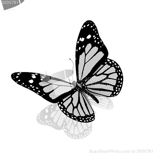 Image of Butterfly