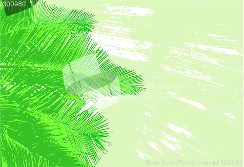 Image of Palm fronds