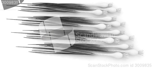 Image of Green onion