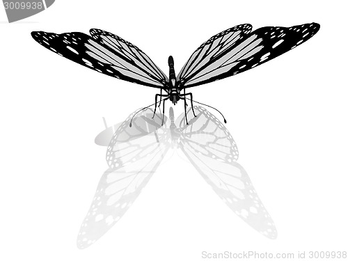 Image of Butterfly