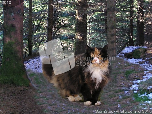 Image of Norwegian Forest Cat_SUSSI