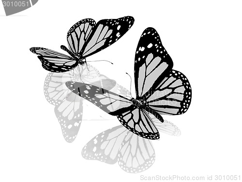 Image of Butterfly