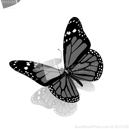 Image of Butterfly