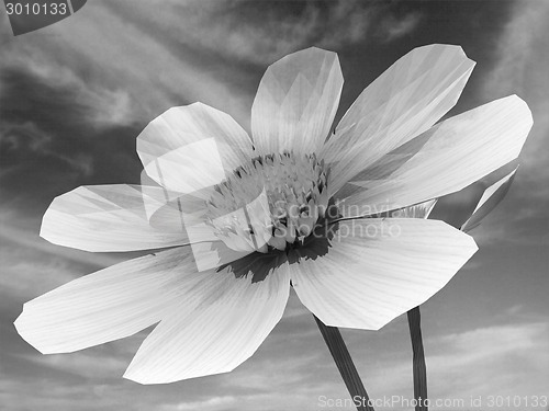 Image of Beautiful Cosmos Flower Against the sky