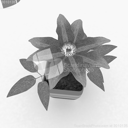 Image of Clematis a beautiful flower in the colorful pot