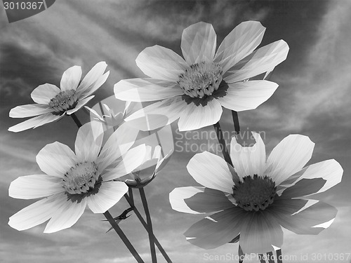 Image of Beautiful Cosmos Flower