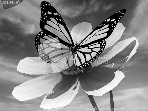 Image of Beautiful Cosmos Flower and butterfly