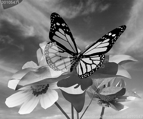 Image of Beautiful Cosmos Flower and butterfly