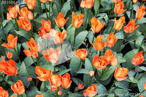 Image of Red and white Tulips in Keukenhof Flower Garden,The Netherlands