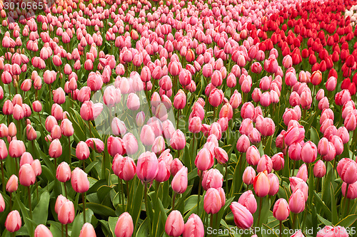Image of Red and pink Tulips in Keukenhof Flower Garden,The Netherlands