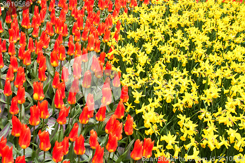 Image of red Tulips and yellow narcissus  in Keukenhof Flower Garden,The Netherlands