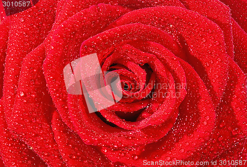 Image of rose