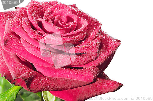 Image of rose