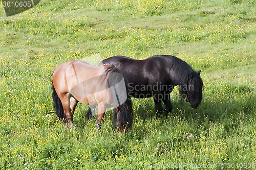 Image of grazing horses
