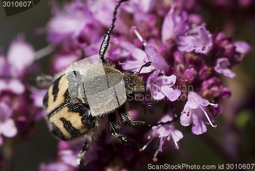 Image of bee beetle