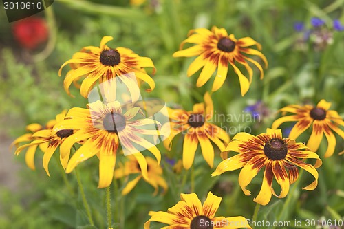 Image of Calendula flowers