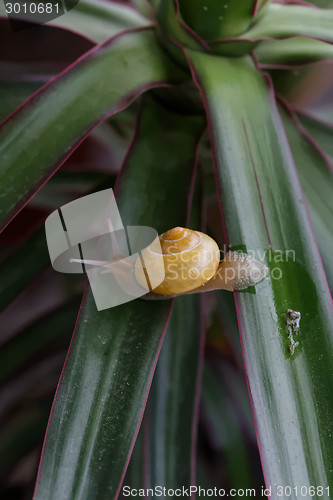 Image of snail on the plant