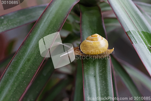 Image of snail on the plant