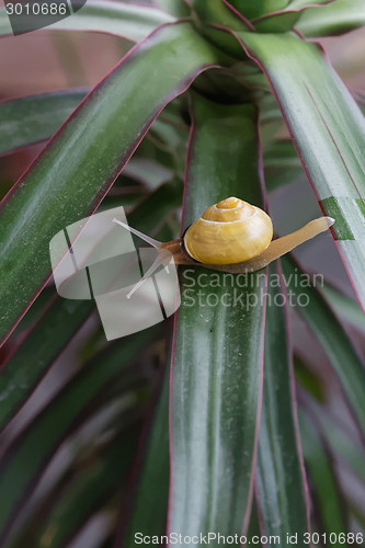 Image of snail on the plant