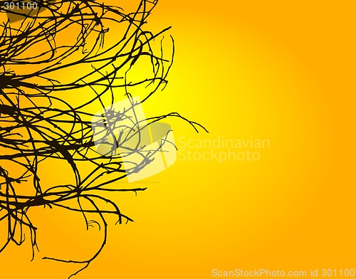 Image of Sunset twigs