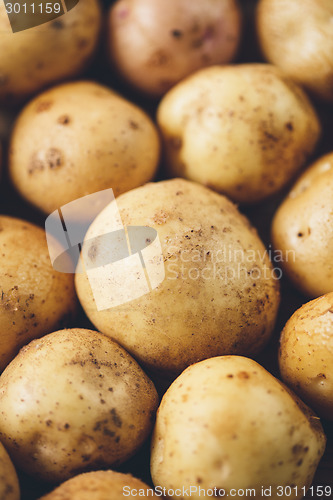 Image of Fresh potato tubers