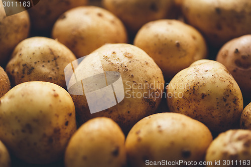 Image of Fresh potato tubers