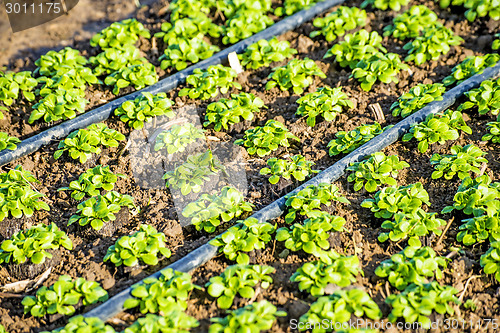 Image of cultivation of field salad
