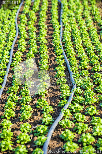 Image of cultivation of field salad