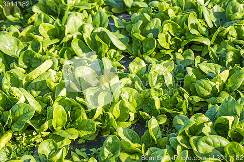 Image of spinach field  