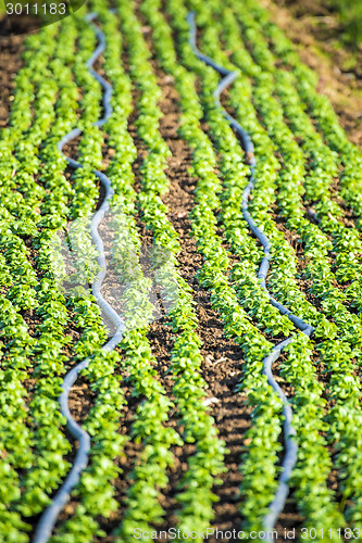 Image of cultivation of field salad