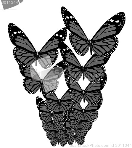 Image of Butterflies