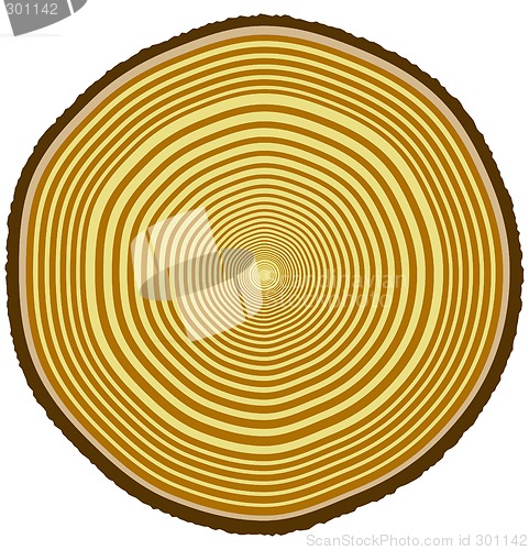 Image of Tree rings