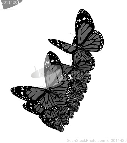 Image of Butterflies