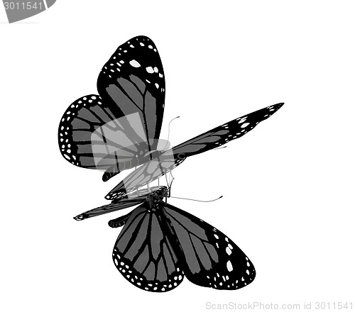 Image of Butterfly