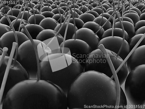 Image of sweet cherries 