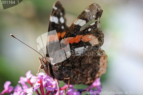 Image of nice butterfly
