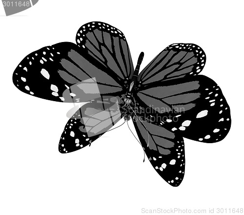 Image of Butterfly