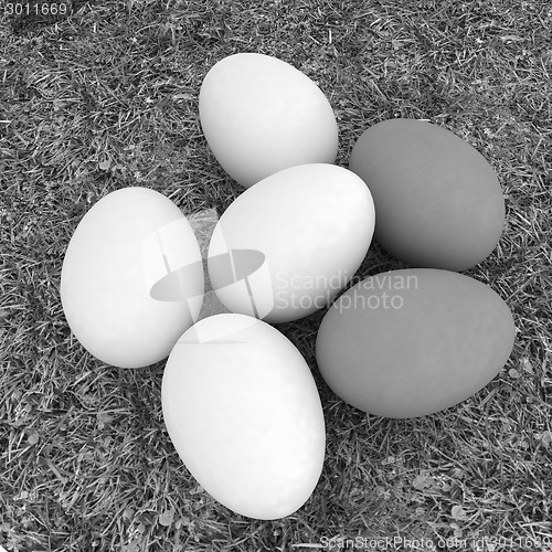 Image of Eggs on the grass 