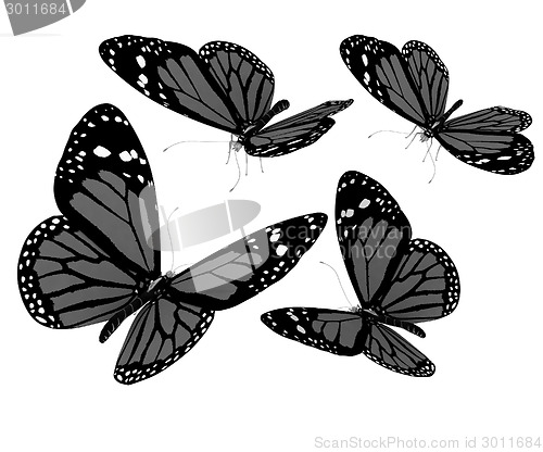 Image of Butterflies