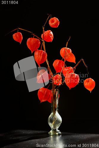 Image of Physalis alkekengi in vase 