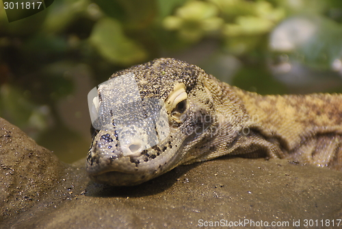 Image of monitor lizard