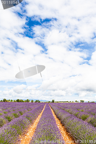 Image of Lavander field