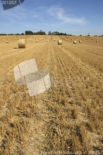 Image of Golden fields