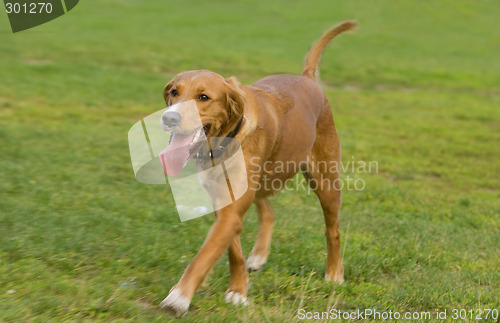 Image of Retriever running