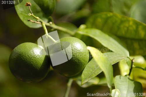 Image of Lime tree