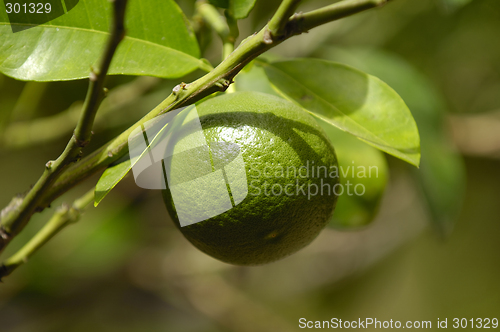 Image of Lime fruit