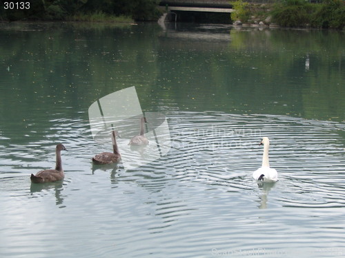 Image of Swans