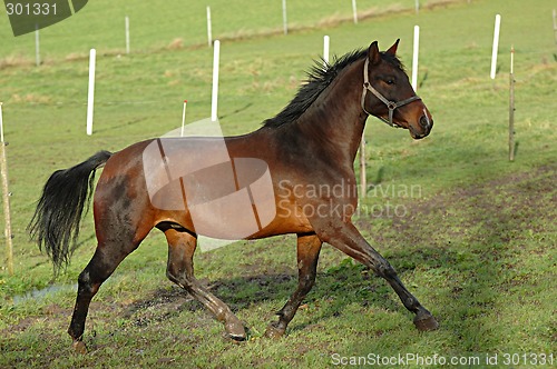 Image of Horse on green field